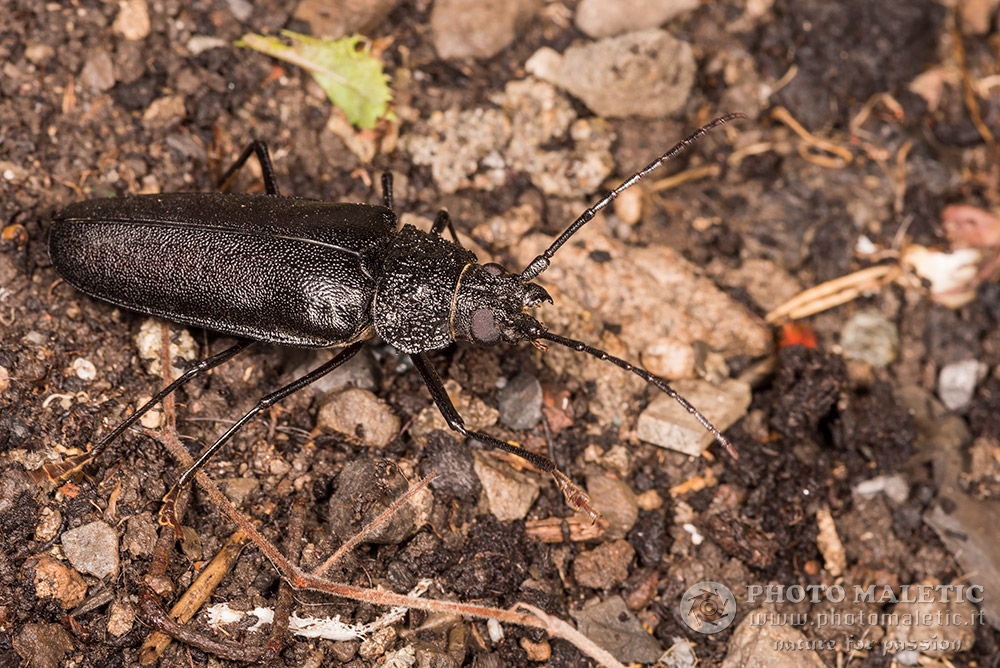 Cerambycidae: Ergates faber